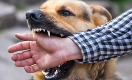 Understanding Rabies: Causes, Symptoms, and Vaccination