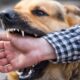 Understanding Rabies: Causes, Symptoms, and Vaccination