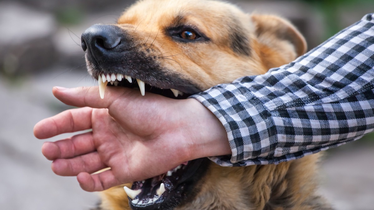 Understanding Rabies: Causes, Symptoms, and Vaccination